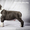 Шикарный щенок мальчик Американского Стаффордширского Терьера голубого с белым о - <ro>Изображение</ro><ru>Изображение</ru> #3, <ru>Объявление</ru> #1242902