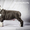 Крупный голубой щенок Амстафф - <ro>Изображение</ro><ru>Изображение</ru> #3, <ru>Объявление</ru> #1238027