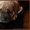  Высокопородные щенки Кане Корсо. - <ro>Изображение</ro><ru>Изображение</ru> #5, <ru>Объявление</ru> #1238458