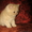 Экзотические котята-экзоты - <ro>Изображение</ro><ru>Изображение</ru> #10, <ru>Объявление</ru> #924583