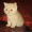 Экзотические котята-экзоты - <ro>Изображение</ro><ru>Изображение</ru> #9, <ru>Объявление</ru> #924583
