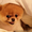 Элитные щенки карликового померанского шпица - <ro>Изображение</ro><ru>Изображение</ru> #3, <ru>Объявление</ru> #1245254