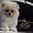 Элитные щенки карликового померанского шпица от питомника «My Baby» - <ro>Изображение</ro><ru>Изображение</ru> #9, <ru>Объявление</ru> #1245253