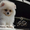 Элитные щенки карликового померанского шпица от питомника «My Baby» - <ro>Изображение</ro><ru>Изображение</ru> #10, <ru>Объявление</ru> #1245253
