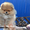 Элитные щенки карликового померанского шпица от питомника «My Baby» - <ro>Изображение</ro><ru>Изображение</ru> #4, <ru>Объявление</ru> #1245253