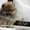 Элитные щенки карликового померанского шпица от питомника «My Baby» - <ro>Изображение</ro><ru>Изображение</ru> #8, <ru>Объявление</ru> #1245253