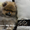 Элитные щенки карликового померанского шпица от питомника «My Baby» - <ro>Изображение</ro><ru>Изображение</ru> #7, <ru>Объявление</ru> #1245253