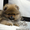 Элитные щенки карликового померанского шпица от питомника «My Baby» - <ro>Изображение</ro><ru>Изображение</ru> #6, <ru>Объявление</ru> #1245253