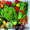 овощи,  фрукты,  зелень #1265008