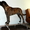 Тренажер для подготовки собак к выставкам - Happy Legs (Хэппи Легс) - <ro>Изображение</ro><ru>Изображение</ru> #4, <ru>Объявление</ru> #1277172