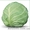 Семена белокочанной капусты AKIRA F1 / АКИРА F1 (Китано) #1274635