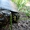 Європейська болотяна черепаха  #1273358
