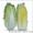 Семена пекинской капусты KS 399 F1 фирмы Китано #1279039