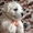 Продаются Westhighland white terrier (Вестик) - <ro>Изображение</ro><ru>Изображение</ru> #2, <ru>Объявление</ru> #1283776