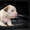 Резервирование высокопородных щенков амстаффа  - <ro>Изображение</ro><ru>Изображение</ru> #3, <ru>Объявление</ru> #1306445