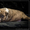 Резервирование высокопородных щенков амстаффа  - <ro>Изображение</ro><ru>Изображение</ru> #8, <ru>Объявление</ru> #1306445