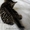 Элитные бенгальские котята выставочного класса по летней скидке - <ro>Изображение</ro><ru>Изображение</ru> #1, <ru>Объявление</ru> #1302557
