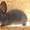 Продам кроликов породы Венский Голубой - <ro>Изображение</ro><ru>Изображение</ru> #2, <ru>Объявление</ru> #1317635