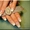Наращивание ногтей на Голосеево, выезд мастера на дом.  - <ro>Изображение</ro><ru>Изображение</ru> #5, <ru>Объявление</ru> #1309811