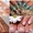 Гелевое наращивание ногтей стилеты метро Шулявка - <ro>Изображение</ro><ru>Изображение</ru> #9, <ru>Объявление</ru> #1321786