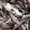 Бычки и тюлька азово-черноморские свежемороженые оптом - <ro>Изображение</ro><ru>Изображение</ru> #5, <ru>Объявление</ru> #1334102
