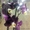 Продажа орхидей, черная орхидея Блек Джек в Киеве - <ro>Изображение</ro><ru>Изображение</ru> #1, <ru>Объявление</ru> #1340284