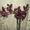 Продажа орхидей, черная орхидея Блек Джек в Киеве - <ro>Изображение</ro><ru>Изображение</ru> #2, <ru>Объявление</ru> #1340284