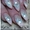 Наращивание ногтей гелем стоимость Святошино - <ro>Изображение</ro><ru>Изображение</ru> #2, <ru>Объявление</ru> #1337531