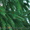 Искусственные литые елки и живые обрезные ели с корневой системой - <ro>Изображение</ro><ru>Изображение</ru> #3, <ru>Объявление</ru> #1347440