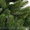 Искусственные литые елки и живые обрезные ели с корневой системой - <ro>Изображение</ro><ru>Изображение</ru> #4, <ru>Объявление</ru> #1347440
