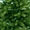 Искусственные литые елки и живые обрезные ели с корневой системой - <ro>Изображение</ro><ru>Изображение</ru> #2, <ru>Объявление</ru> #1347440