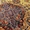 Мастер ковров антикварных ручной работы - <ro>Изображение</ro><ru>Изображение</ru> #1, <ru>Объявление</ru> #1317211