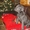Голубой щенок Кане Корсо - <ro>Изображение</ro><ru>Изображение</ru> #1, <ru>Объявление</ru> #1362445