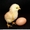 продам яйцо куриное  столовое,  пищевое #1355708