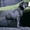 Высококачественные щенки лабрадора - <ro>Изображение</ro><ru>Изображение</ru> #2, <ru>Объявление</ru> #1371668