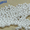 Гранула полистирольная для полистиролбетона 4-8 мм Киев   #1375804