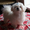 Белоснежный мальчик – щенок мальтезе,  мини формат,  с беби-фейс