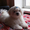 Белоснежный мальчик – щенок мальтезе, мини формат, с беби-фейс - <ro>Изображение</ro><ru>Изображение</ru> #2, <ru>Объявление</ru> #1382044