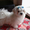 Белоснежный мальчик – щенок мальтезе, мини формат, с беби-фейс - <ro>Изображение</ro><ru>Изображение</ru> #3, <ru>Объявление</ru> #1382044