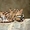 Продам азиатскую леопардовую кошку - <ro>Изображение</ro><ru>Изображение</ru> #2, <ru>Объявление</ru> #1386842