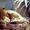 Продам азиатскую леопардовую кошку #1386842