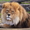 Продам шикарного льва - <ro>Изображение</ro><ru>Изображение</ru> #3, <ru>Объявление</ru> #1386852