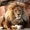 Продам шикарного льва - <ro>Изображение</ro><ru>Изображение</ru> #1, <ru>Объявление</ru> #1386852