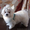   Продается белоснежный щенок мальтезе,  с беби-фейс #1384329