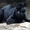 Продам грациозную пантеру - <ro>Изображение</ro><ru>Изображение</ru> #1, <ru>Объявление</ru> #1386866