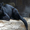 Продам грациозную пантеру - <ro>Изображение</ro><ru>Изображение</ru> #3, <ru>Объявление</ru> #1386866