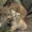 Продам рысь ( Lynx lynx) - <ro>Изображение</ro><ru>Изображение</ru> #3, <ru>Объявление</ru> #1386850