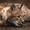 Продам рысь ( Lynx lynx) - <ro>Изображение</ro><ru>Изображение</ru> #2, <ru>Объявление</ru> #1386850