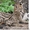 Продам сервала (пустынная кошка) - <ro>Изображение</ro><ru>Изображение</ru> #3, <ru>Объявление</ru> #1386835