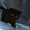 Шотландские    котята - <ro>Изображение</ro><ru>Изображение</ru> #1, <ru>Объявление</ru> #1395943